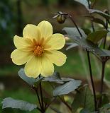 Dahlia Clarion 